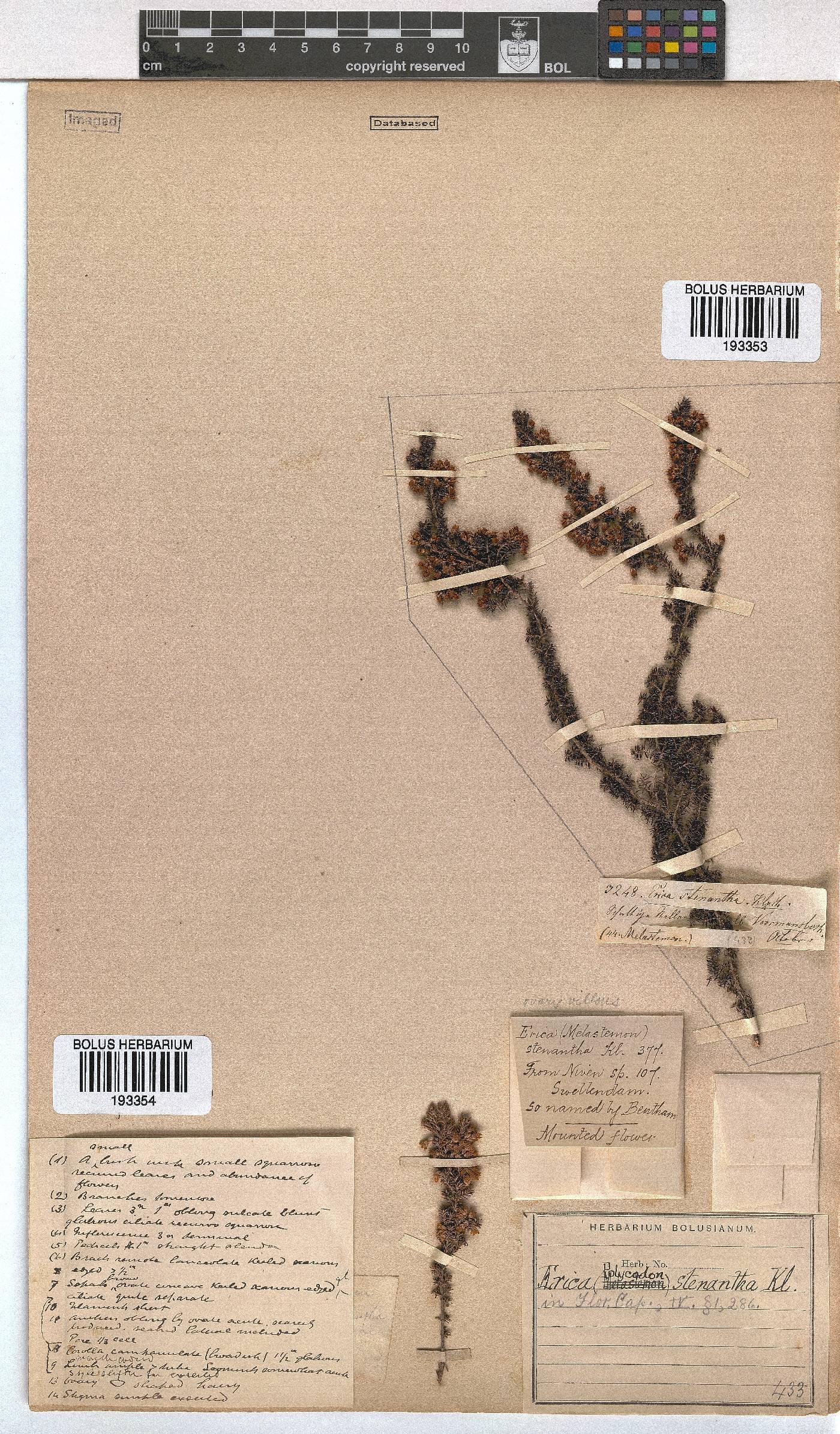 Erica stenantha image