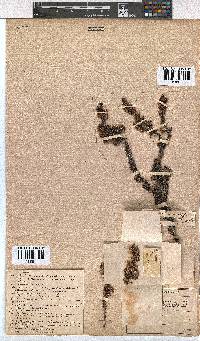 Erica stenantha image