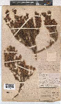 Erica stenantha image