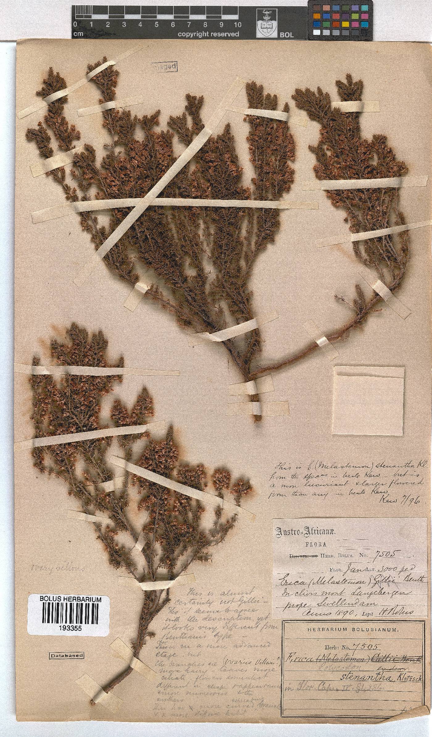 Erica stenantha image