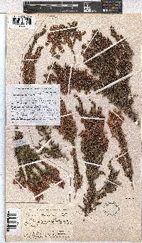 Erica stenantha image