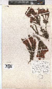 Erica stenantha image