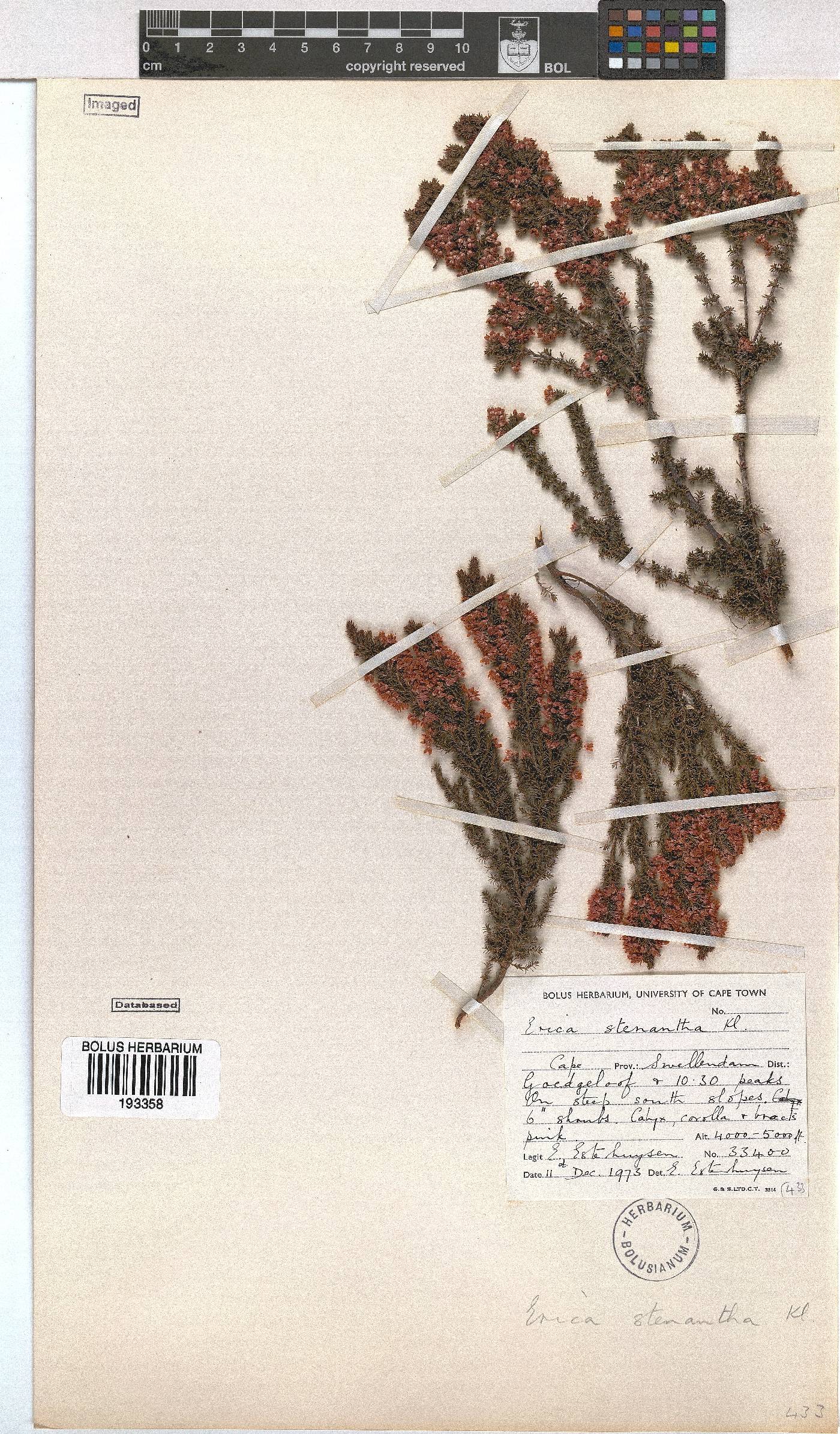 Erica stenantha image