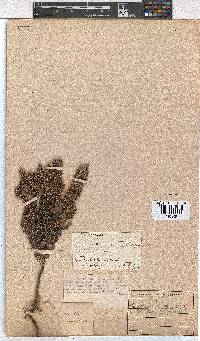 Erica stenantha image