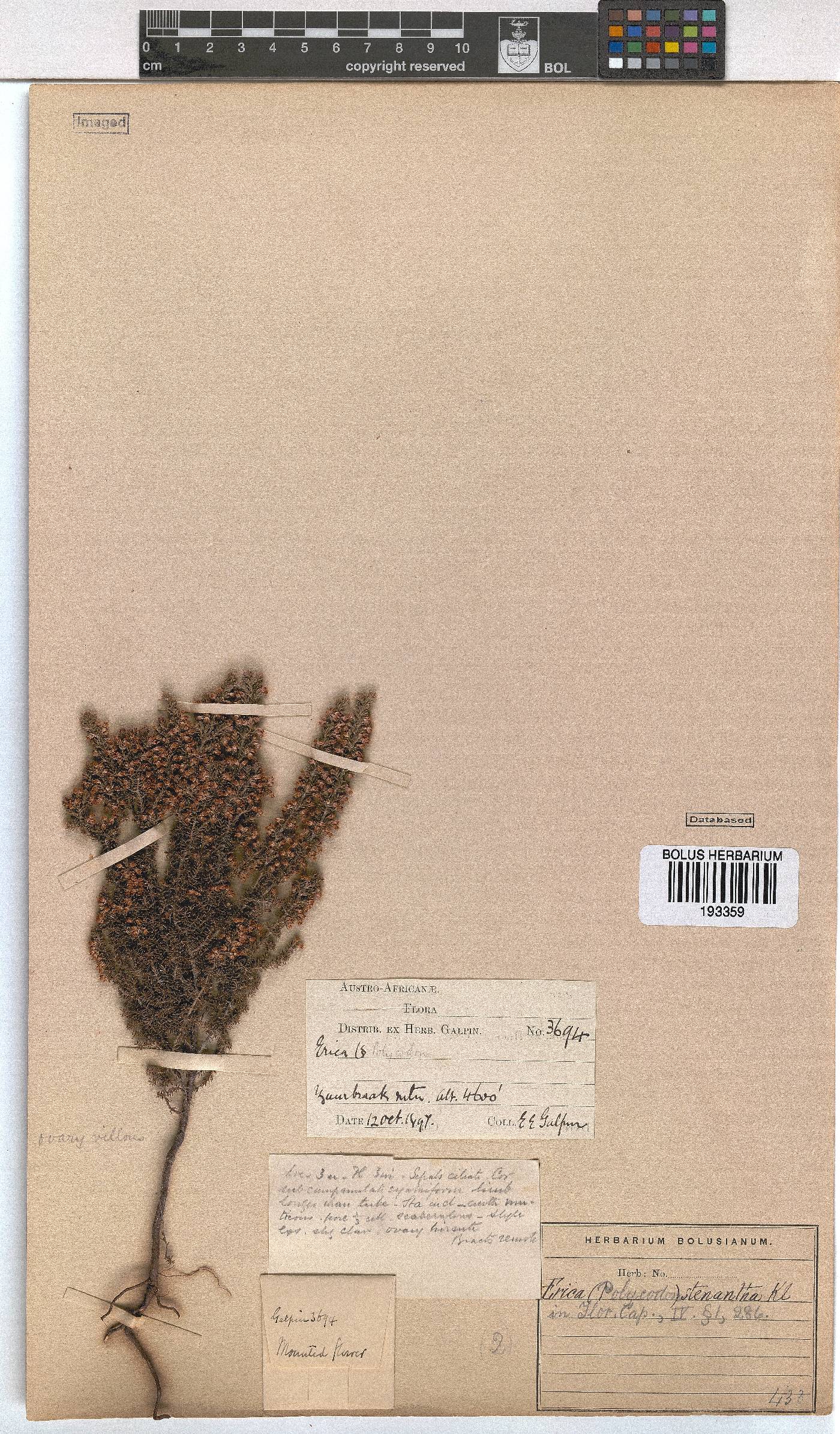 Erica stenantha image