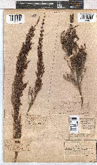 Erica nemorosa image