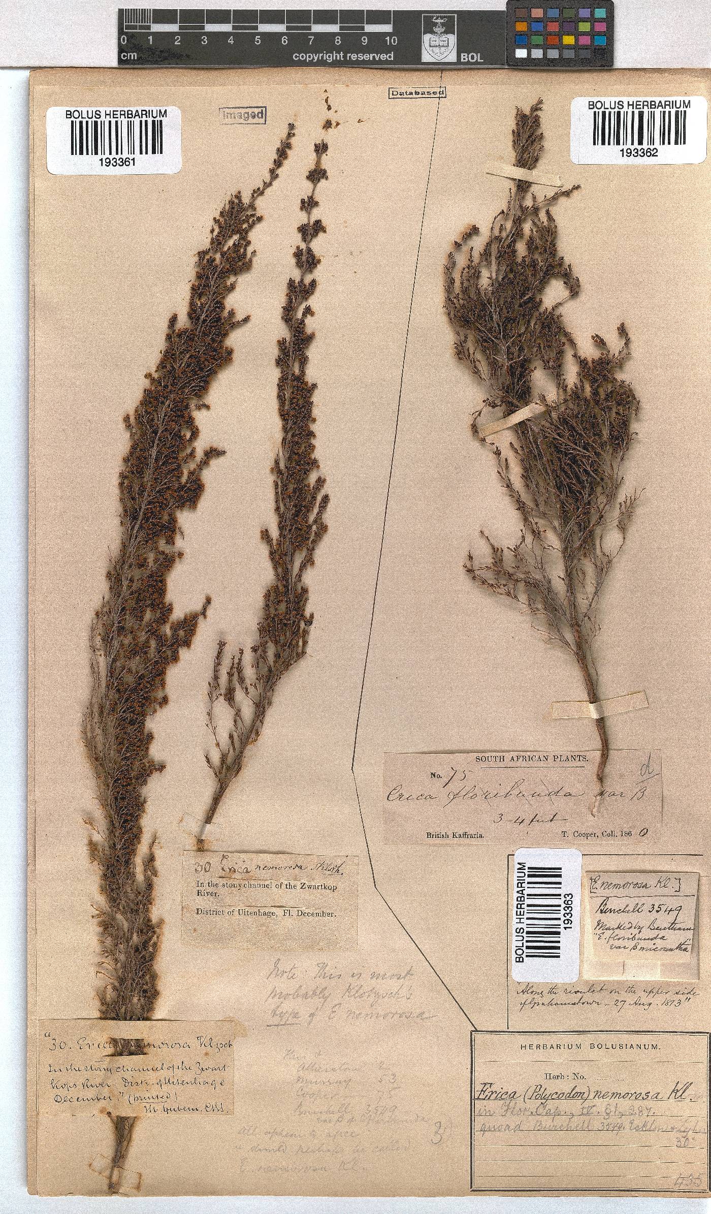 Erica nemorosa image