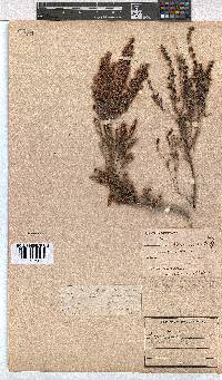 Erica nemorosa image