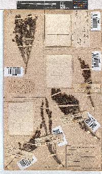 Erica nemorosa image