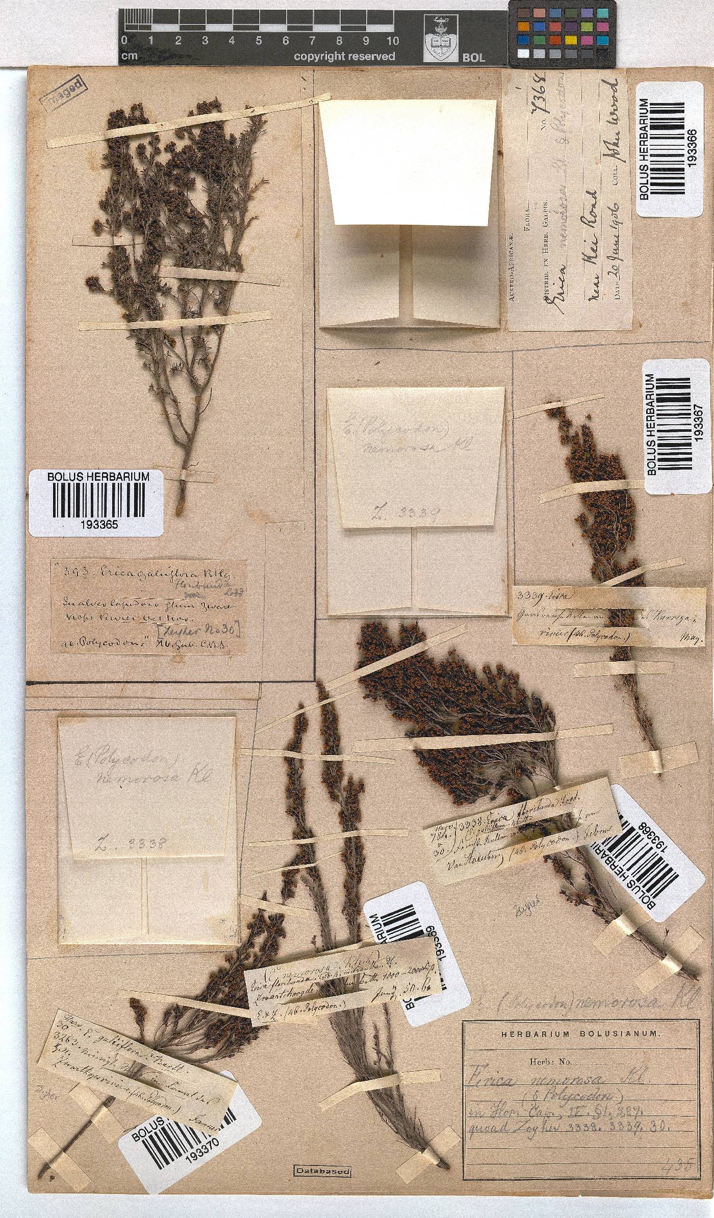 Erica nemorosa image