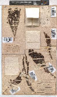 Erica nemorosa image