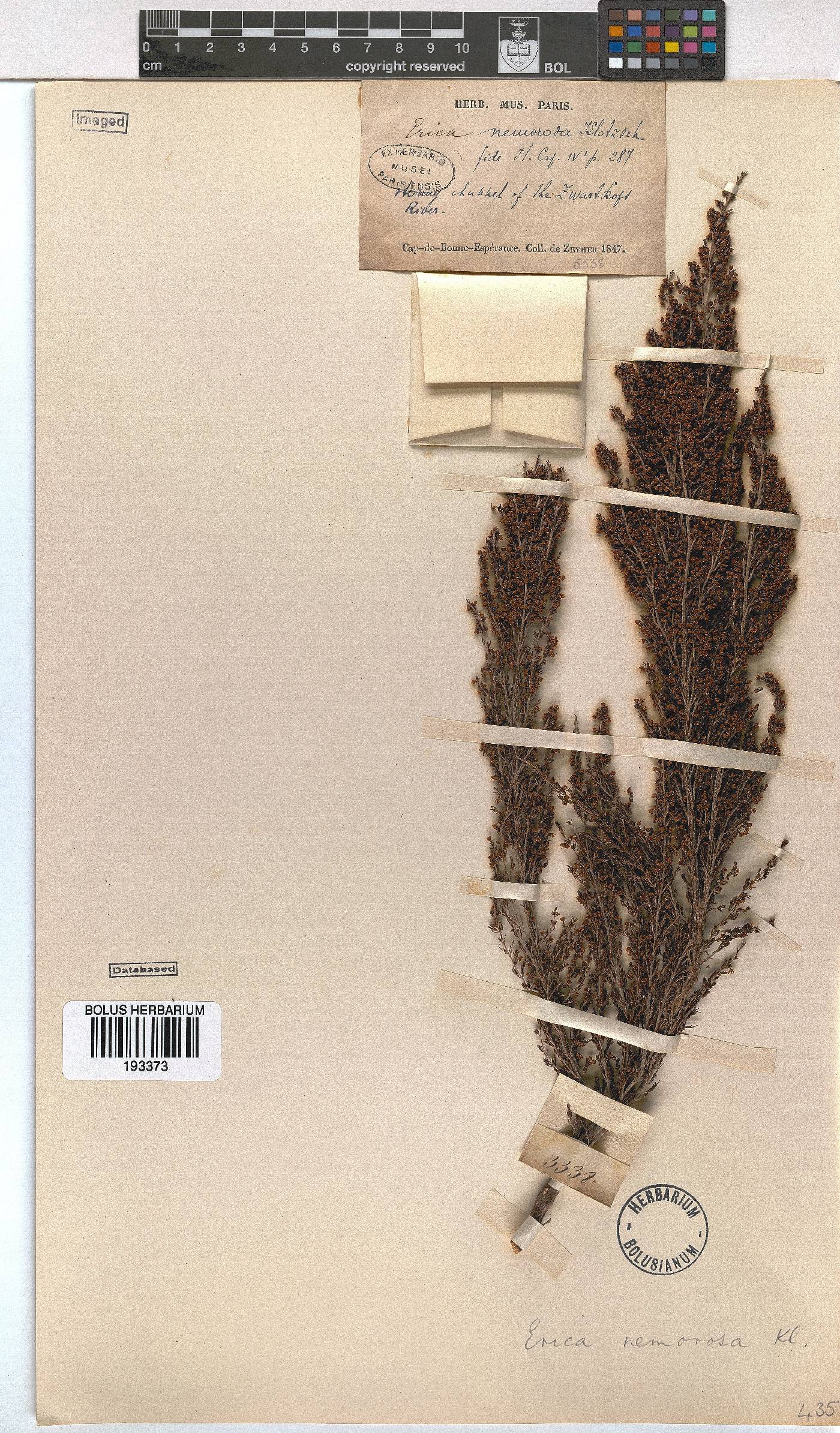 Erica nemorosa image