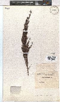 Erica nemorosa image