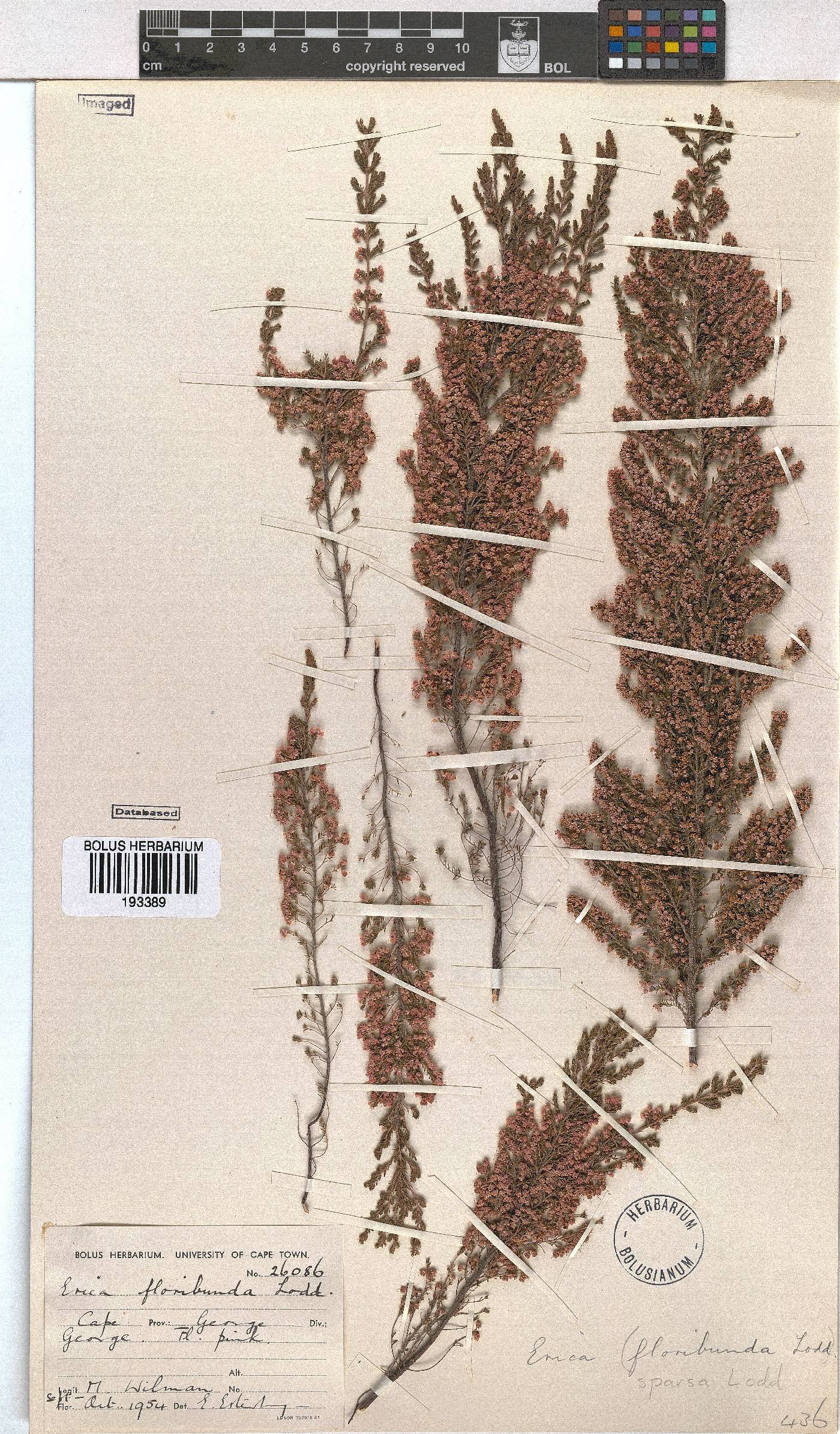 Erica sparsa image