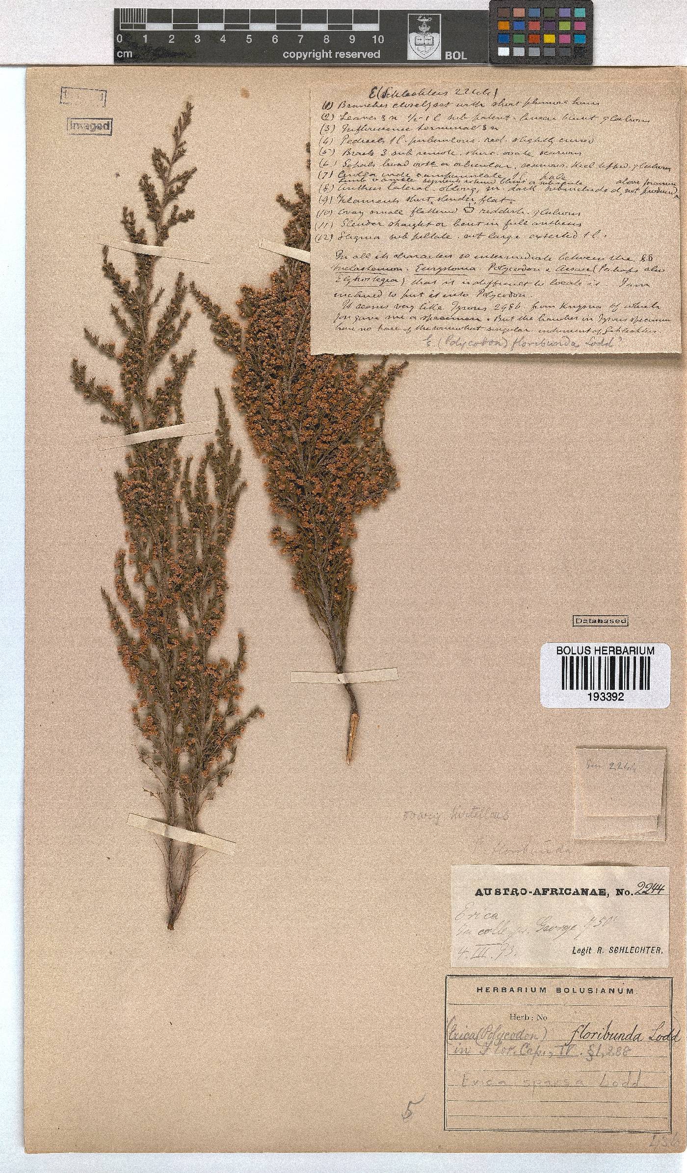 Erica sparsa image