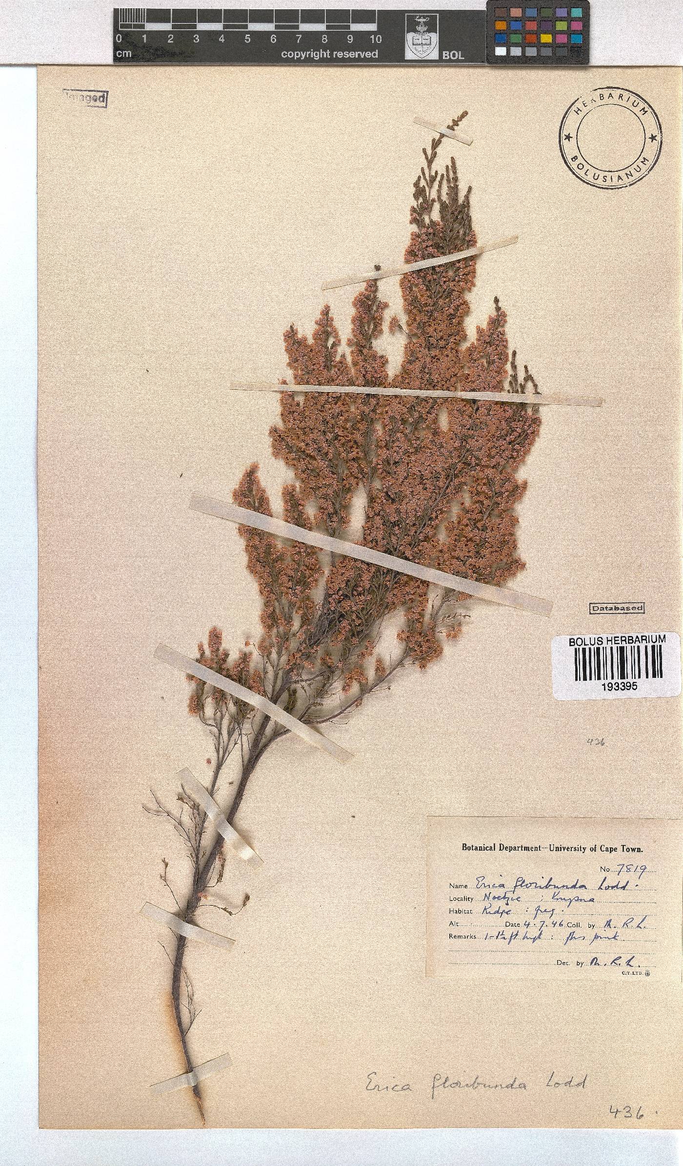 Erica sparsa image