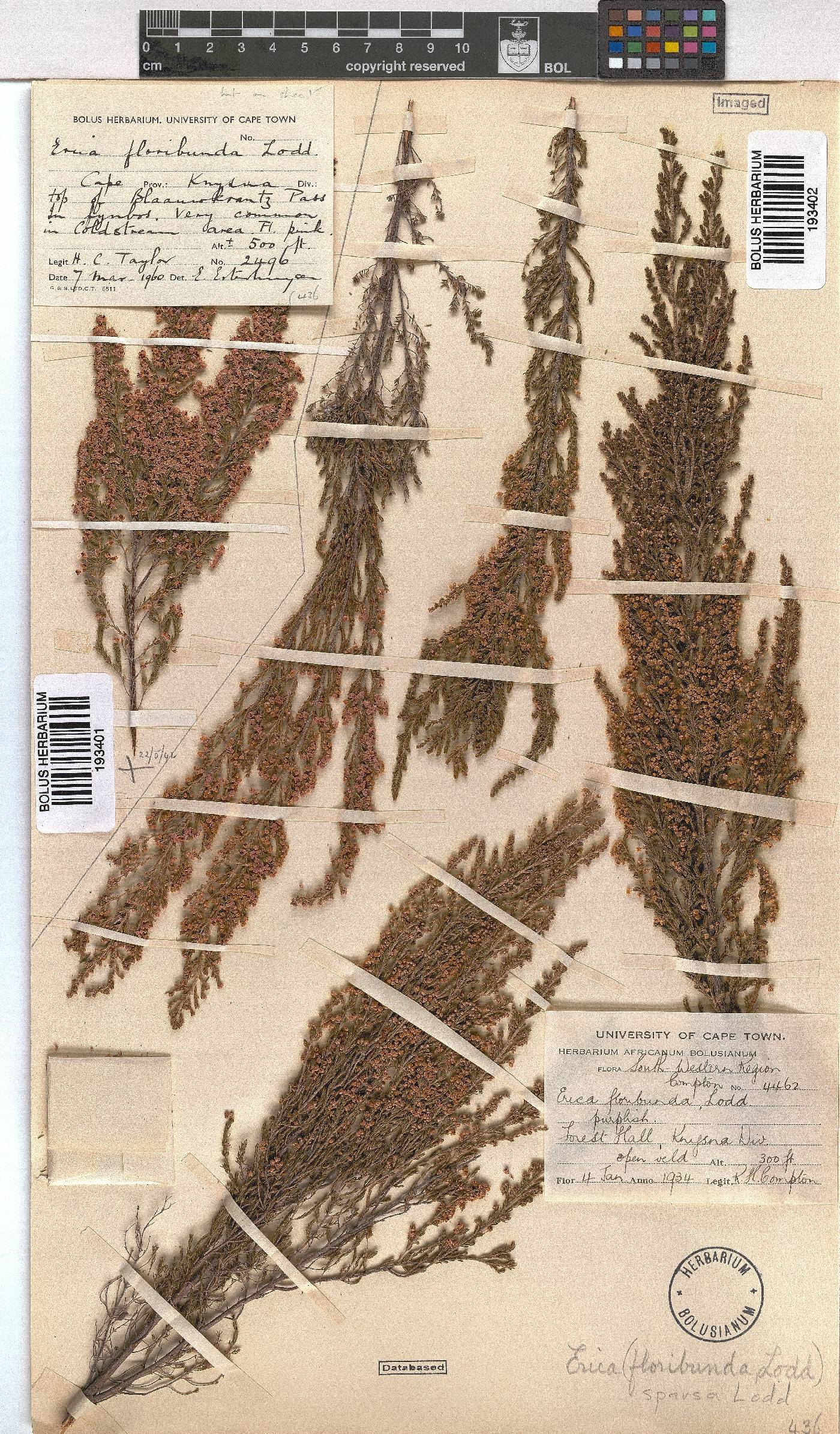 Erica sparsa image