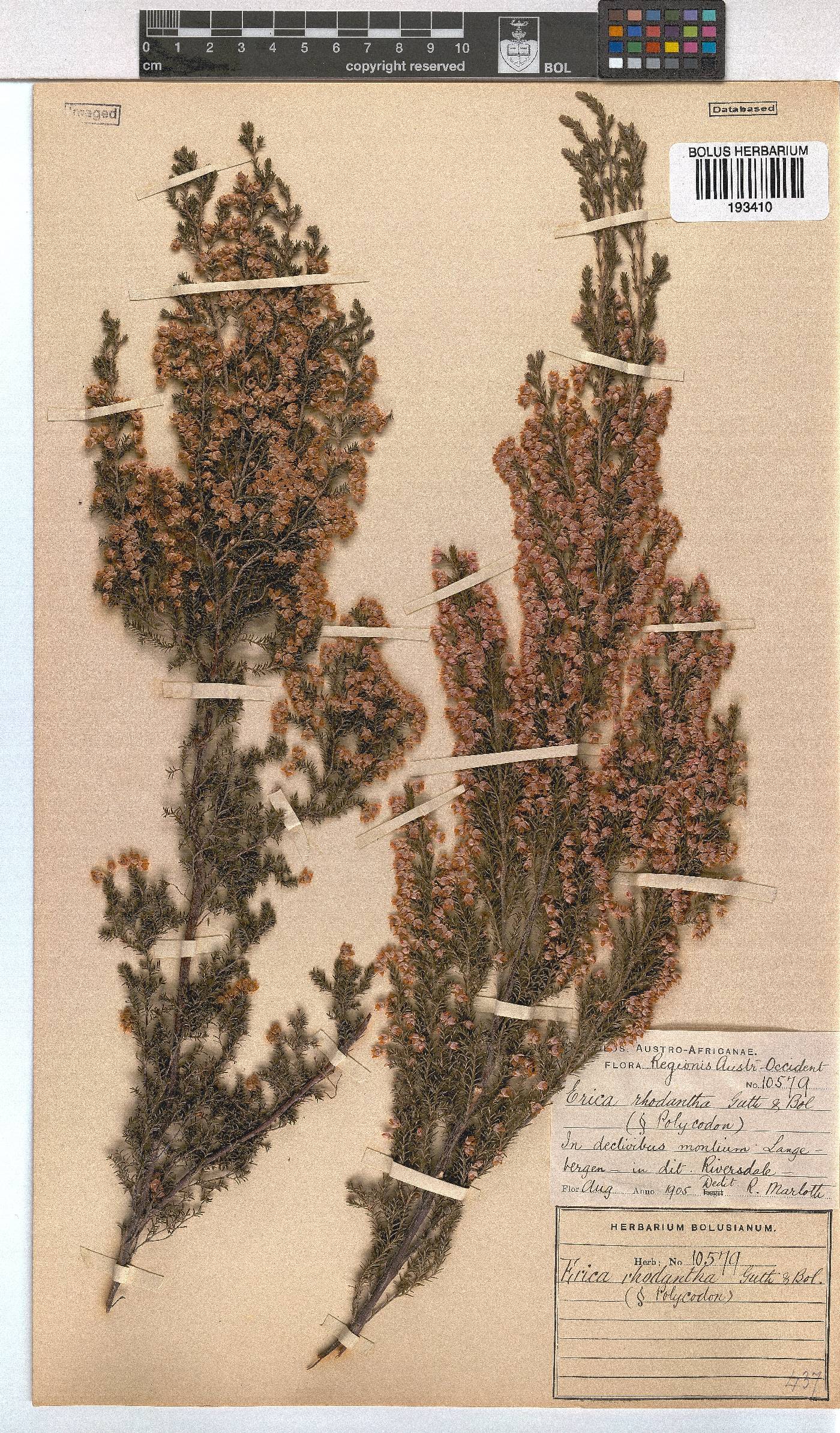 Erica rhodantha image