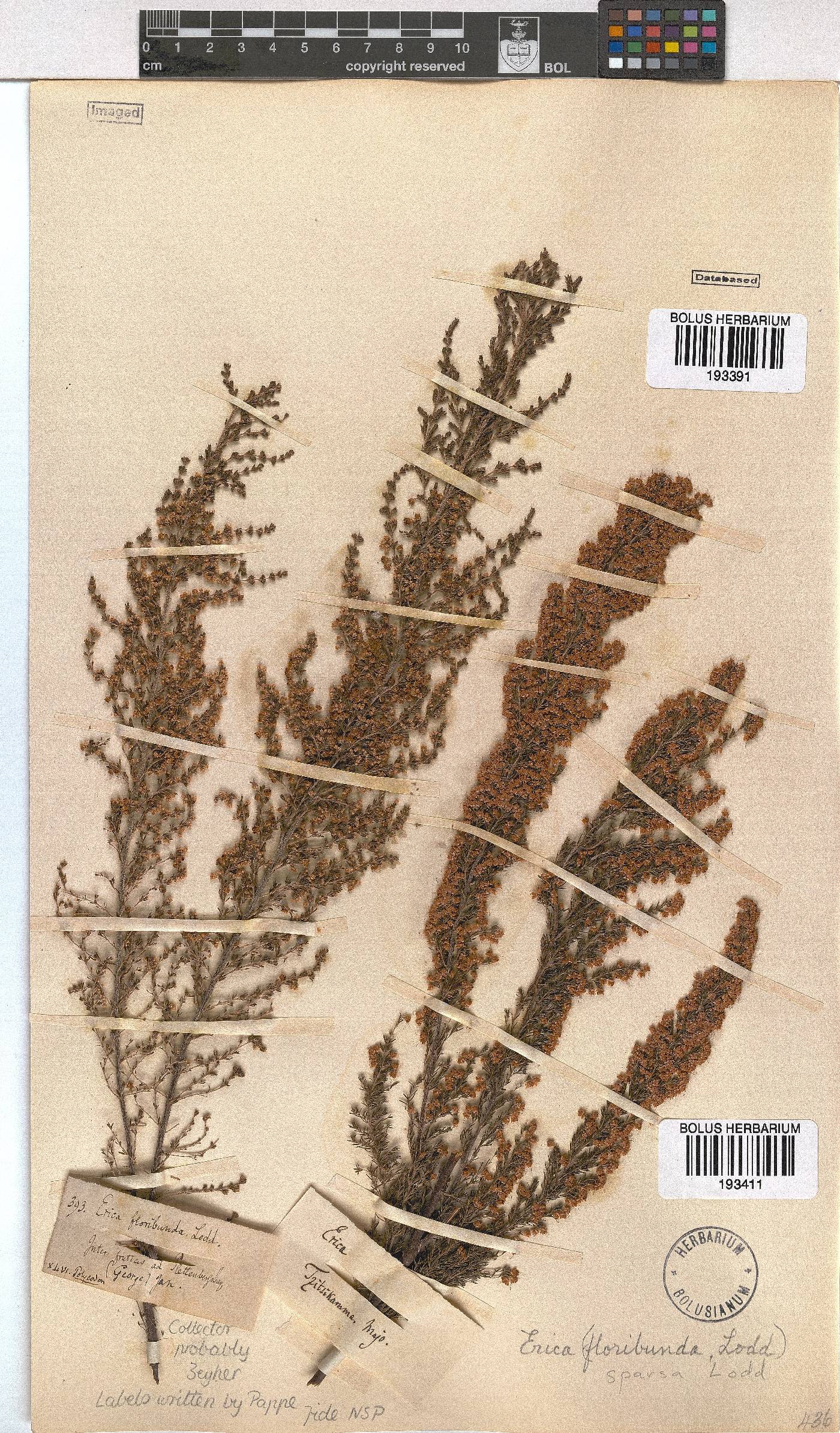 Erica sparsa image