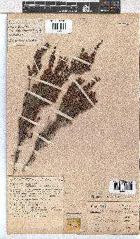 Erica nemorosa image