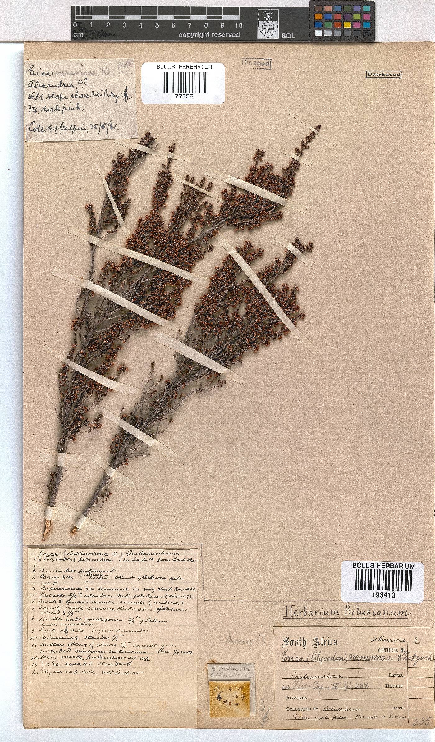 Erica nemorosa image