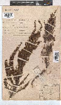 Erica nemorosa image