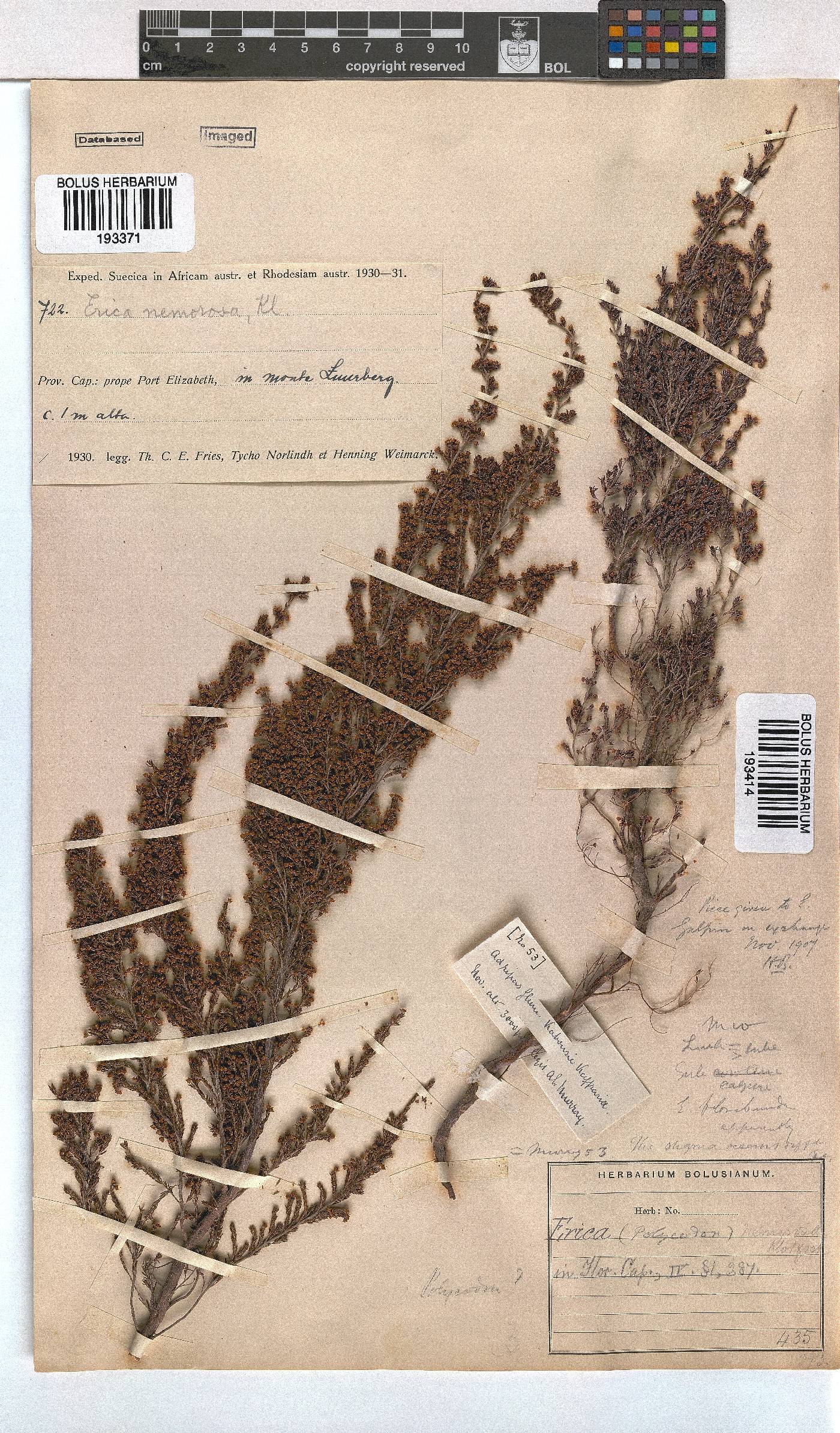 Erica nemorosa image