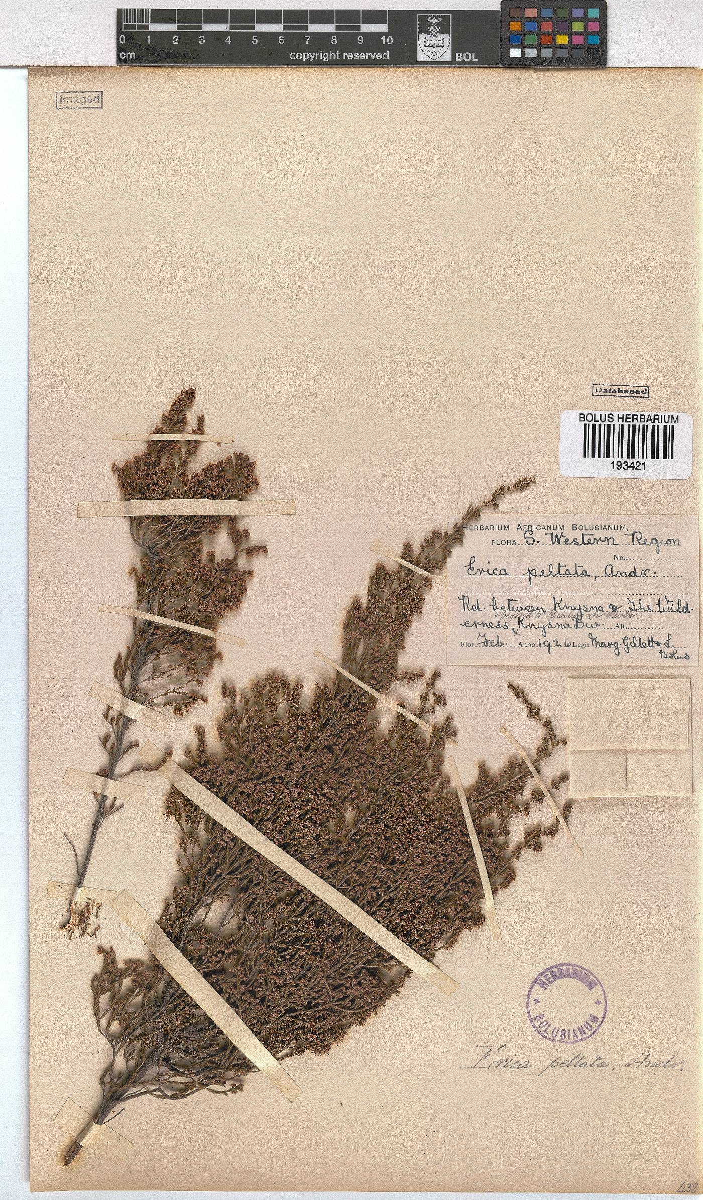 Erica peltata image