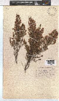 Erica peltata image
