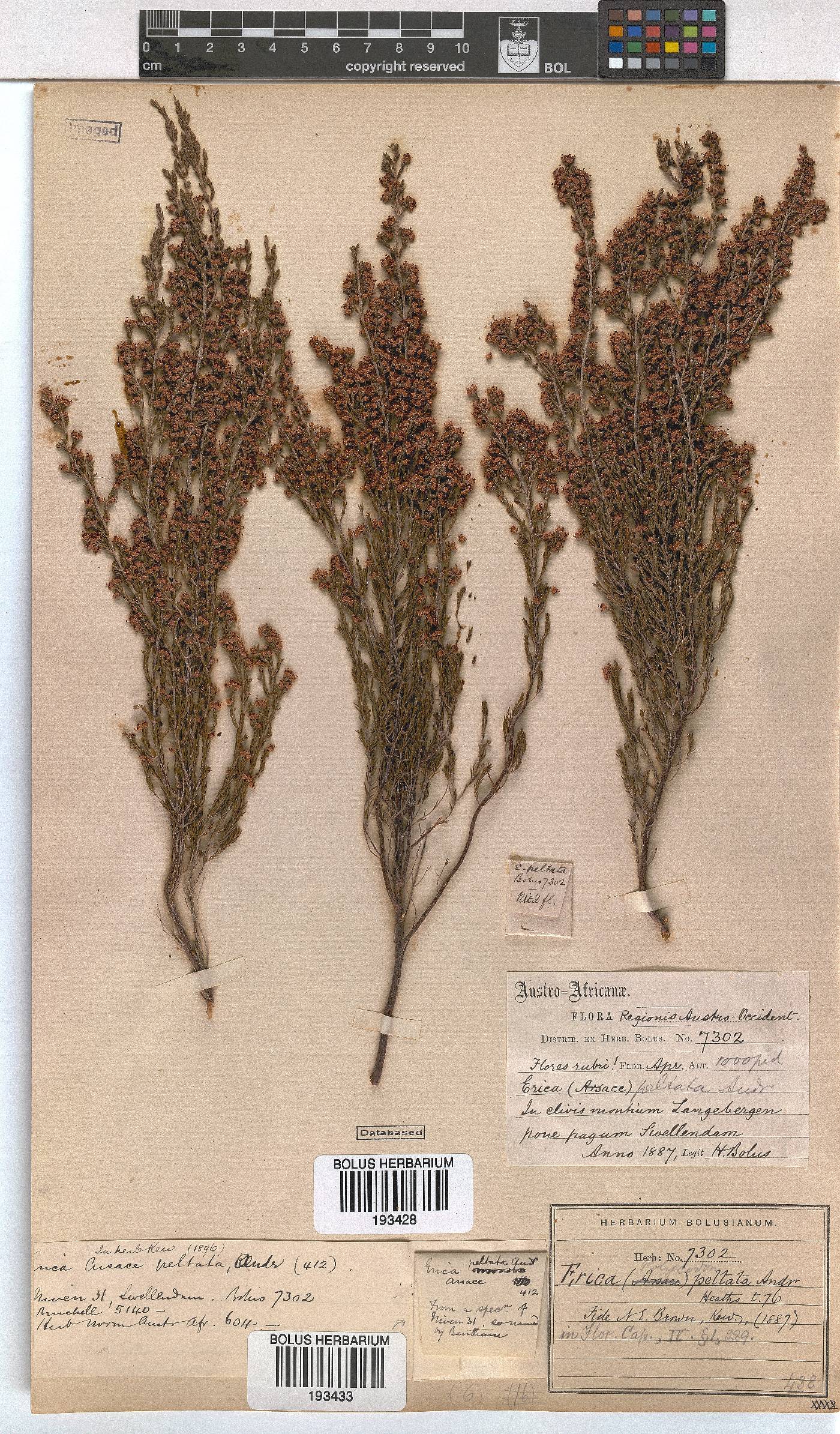 Erica peltata image