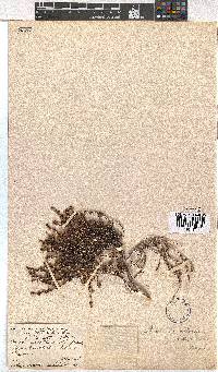 Erica macrotrema image