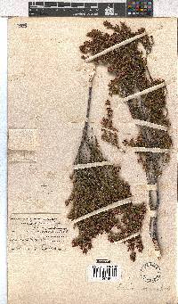 Erica macrotrema image