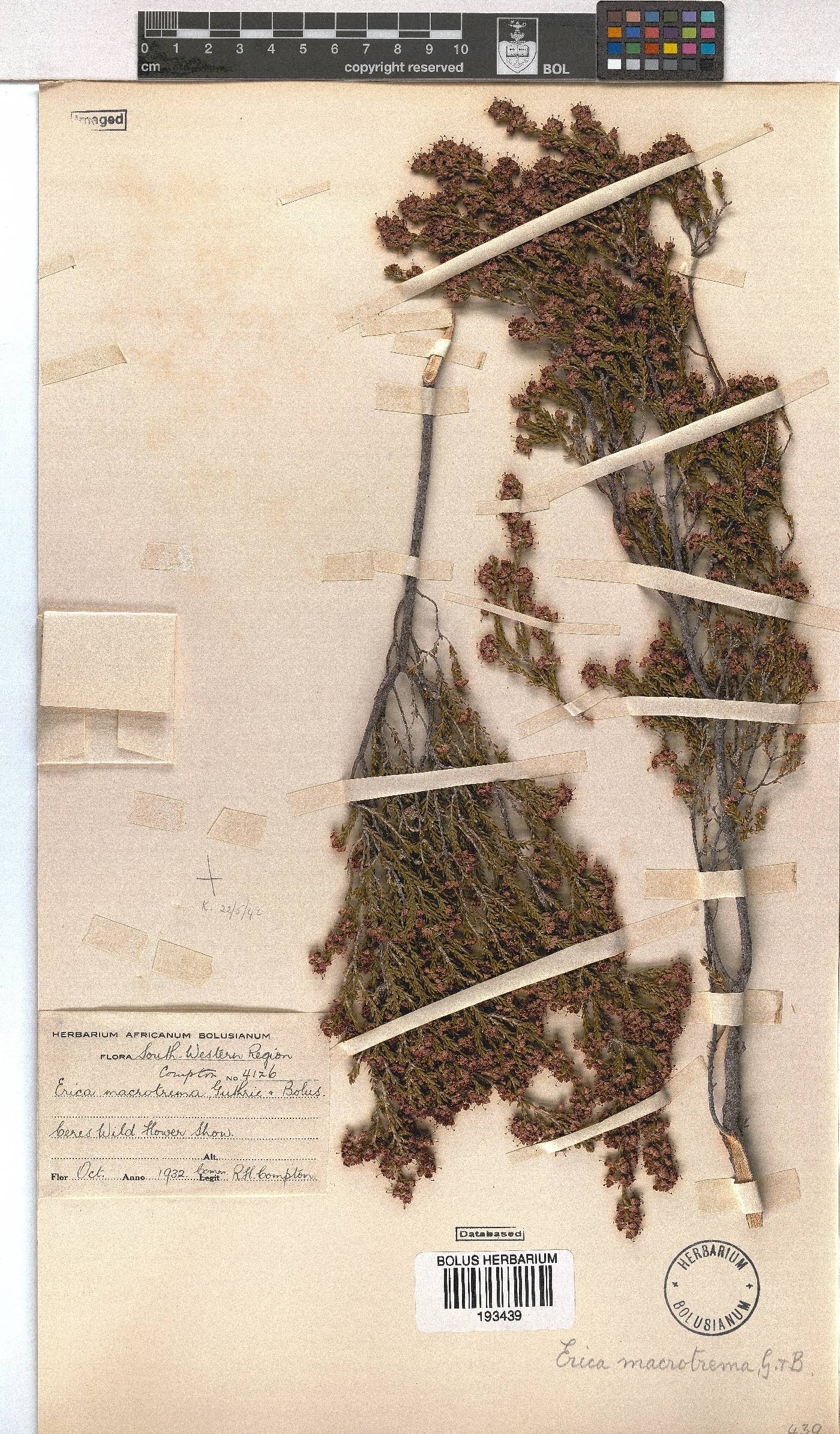 Erica macrotrema image