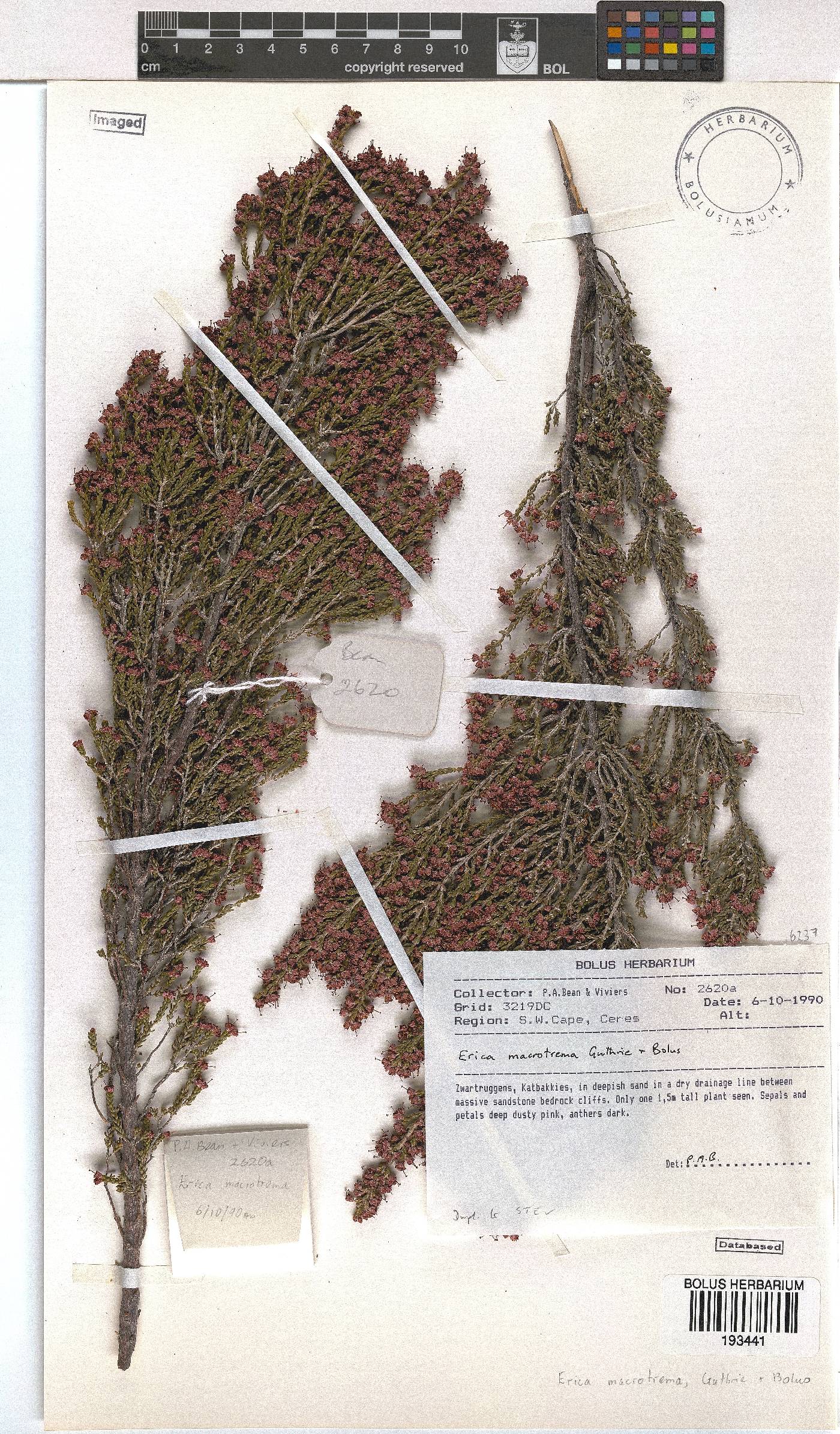 Erica macrotrema image