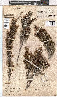 Erica macrotrema image