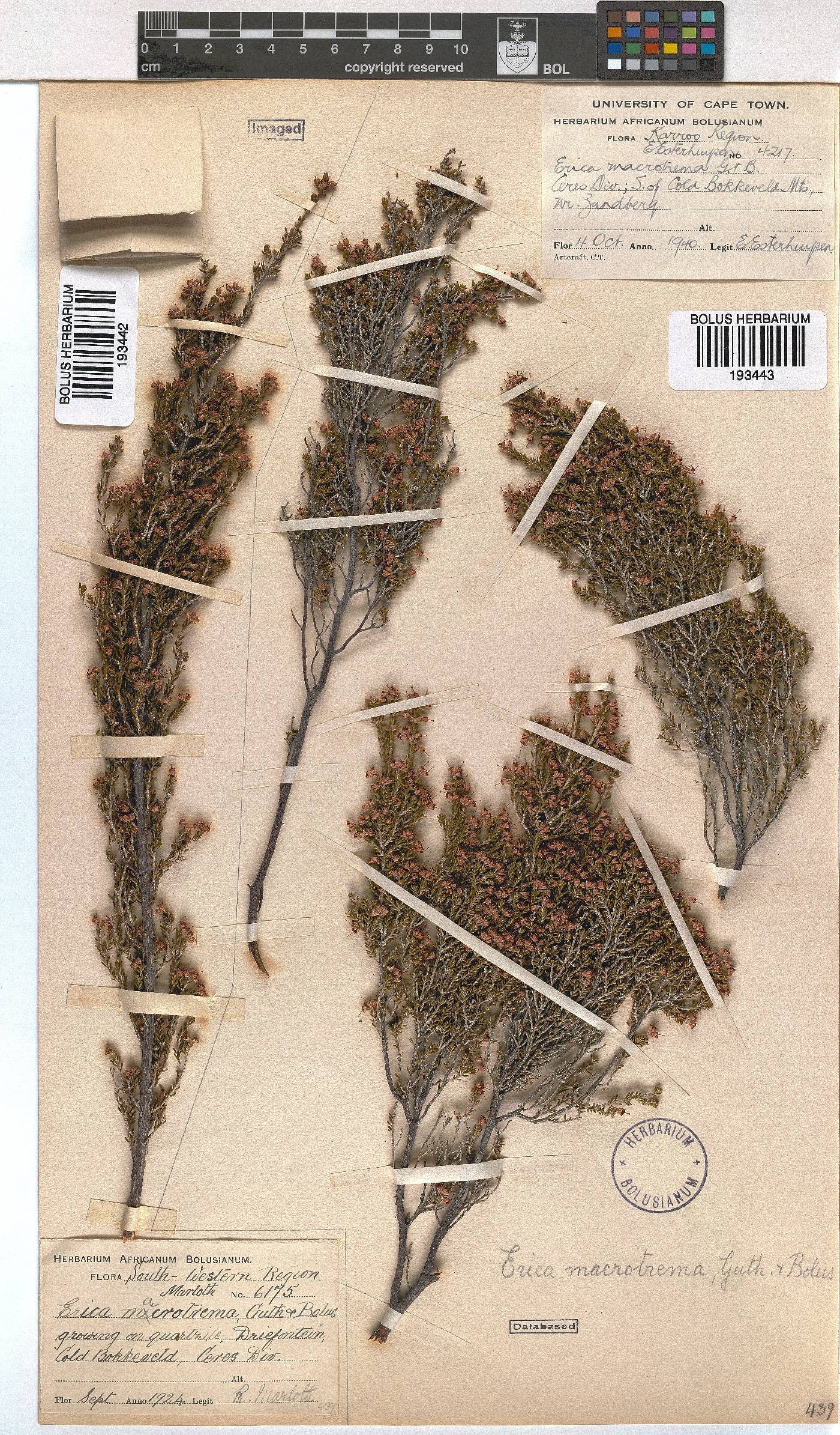 Erica macrotrema image