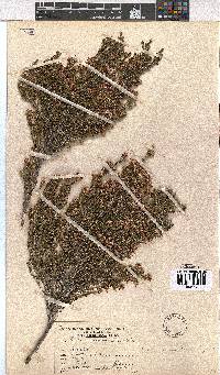 Erica macrotrema image