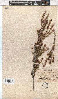 Erica macrotrema image