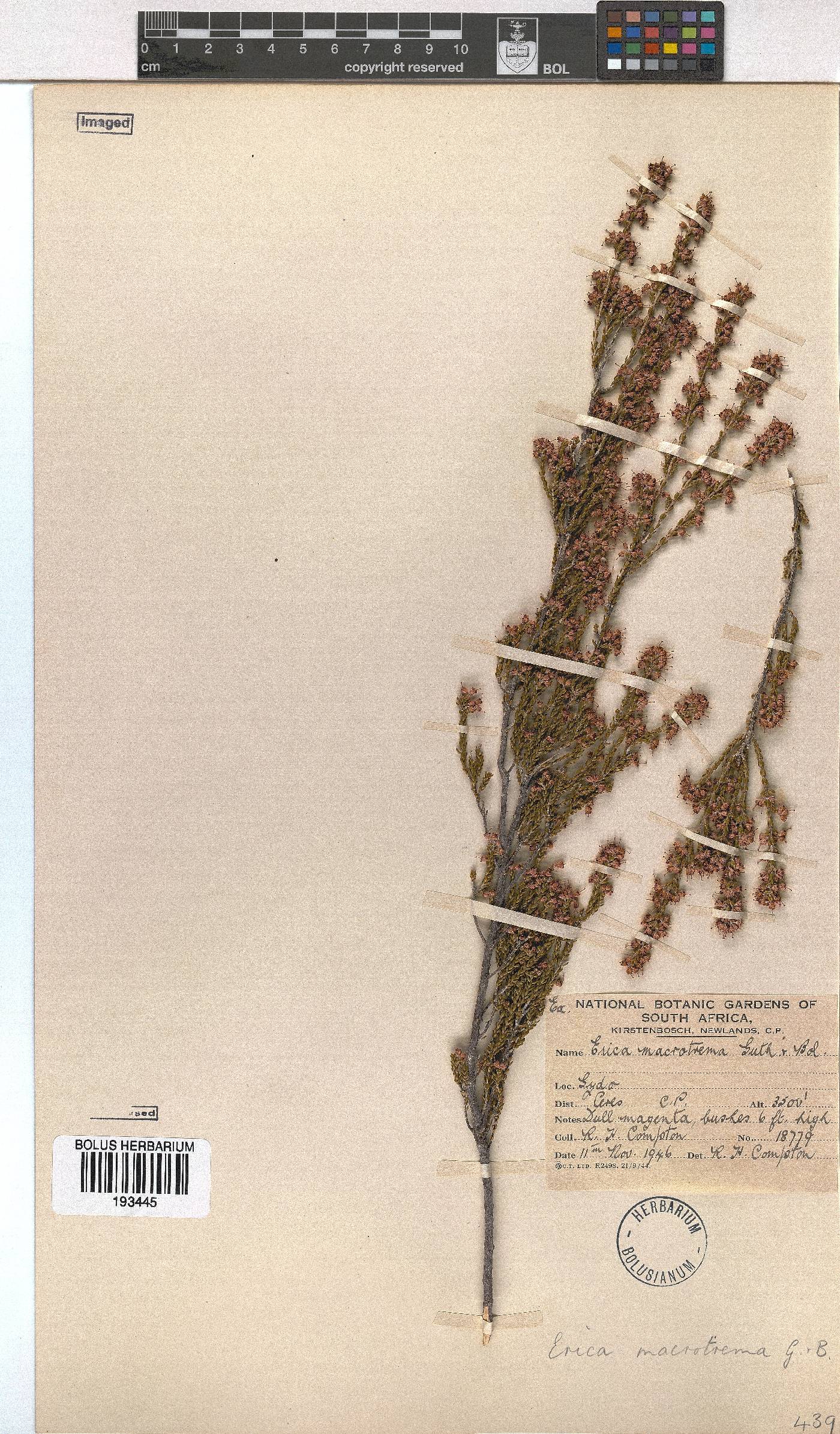 Erica macrotrema image