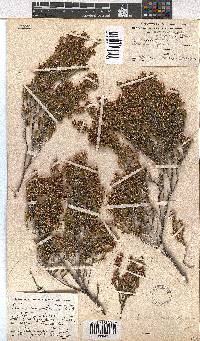 Erica macrotrema image