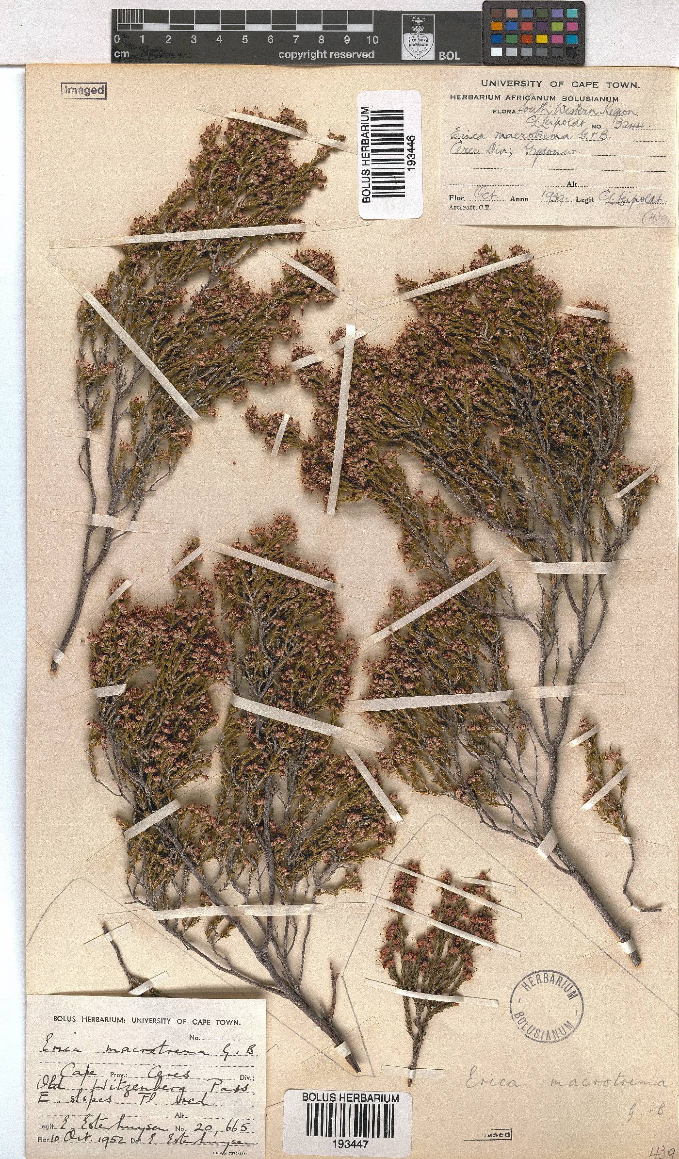 Erica macrotrema image