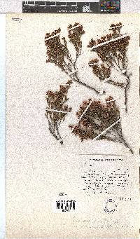 Erica macrotrema var. glabripedicellata image