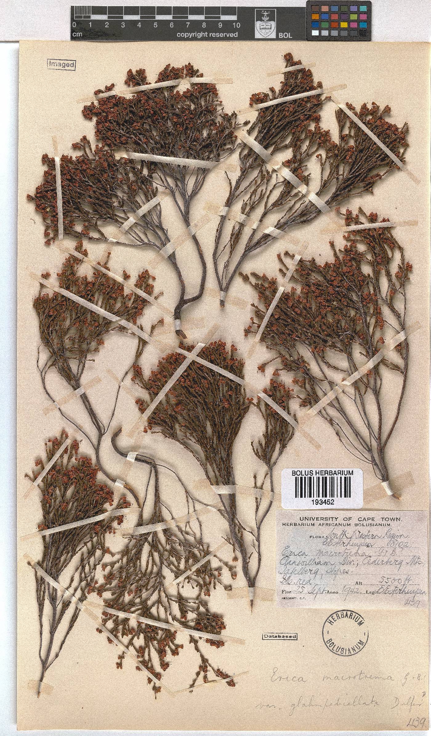 Erica macrotrema var. glabripedicellata image