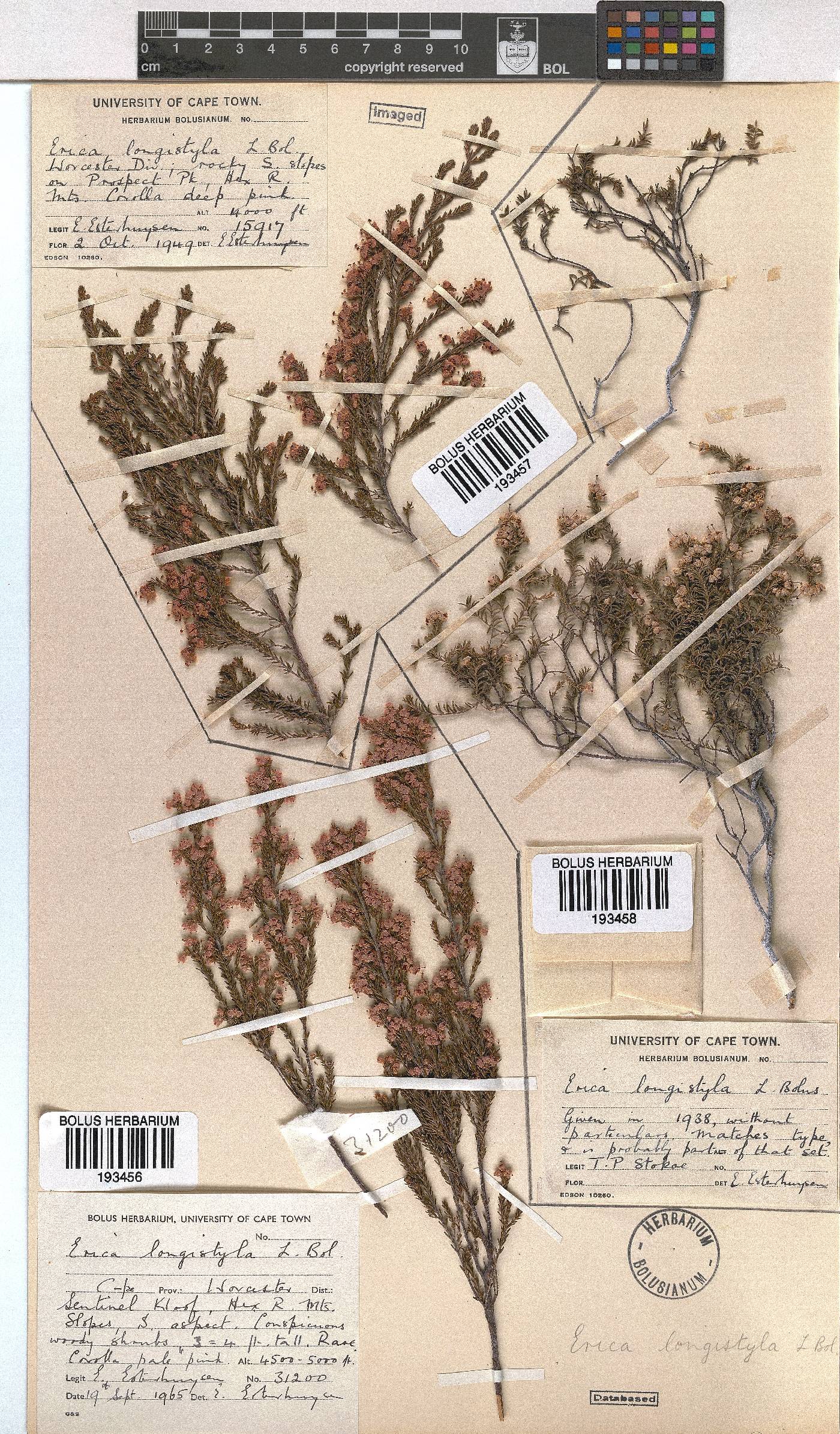 Erica longistyla image