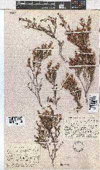 Erica longistyla image