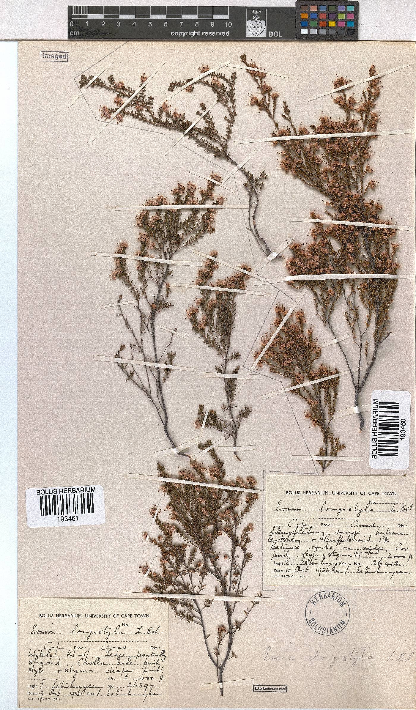Erica longistyla image