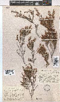 Erica longistyla image