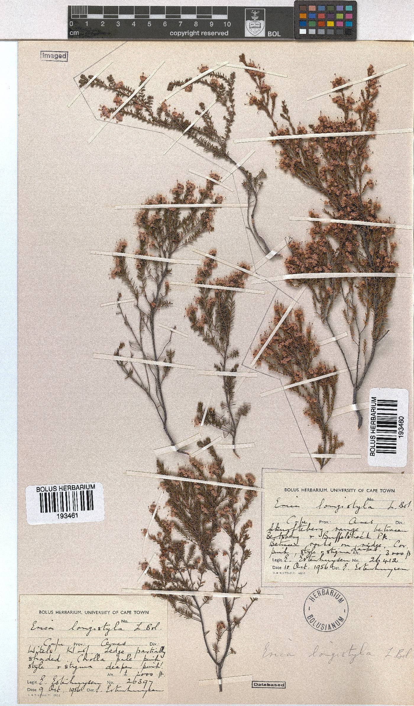 Erica longistyla image