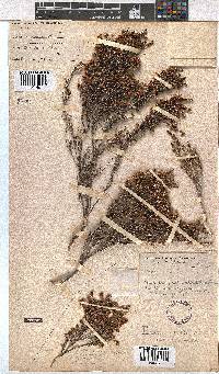 Erica argentea image