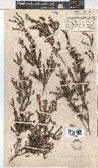 Erica longistyla image